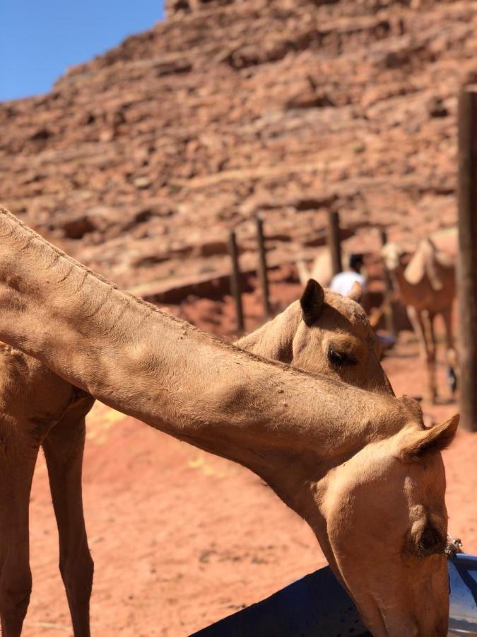 Rum Desert Princess Camp Wadi Rum Exterior photo